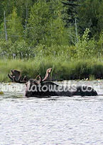 Moose in the lake